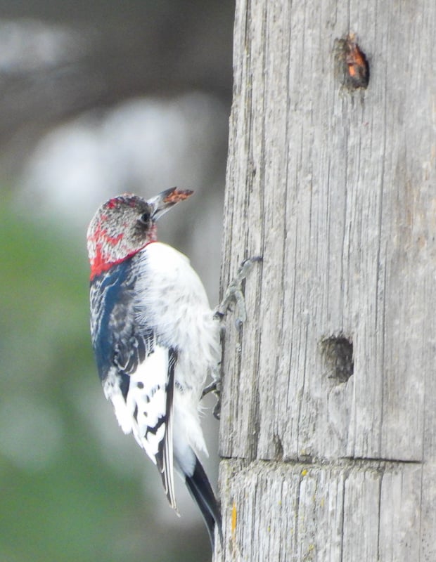 No worries – this Red-headed Woodpecker is fine, just molting. And fattening up to stay through the winter. / Photo by Steve Dietz