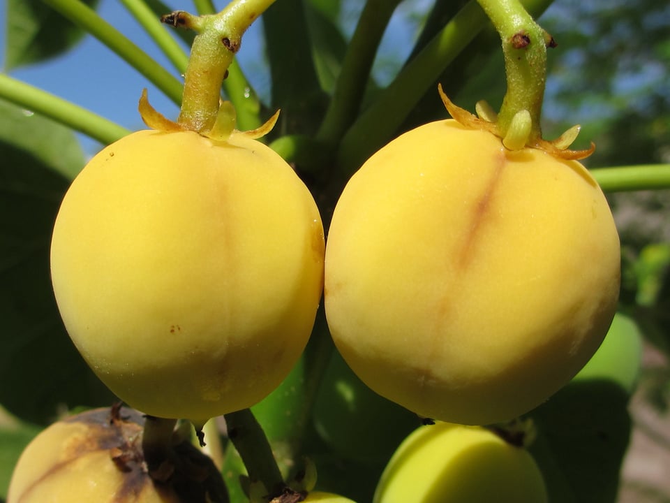 Two round yellow fruits hanging together on a kind of spiky vine thingy.