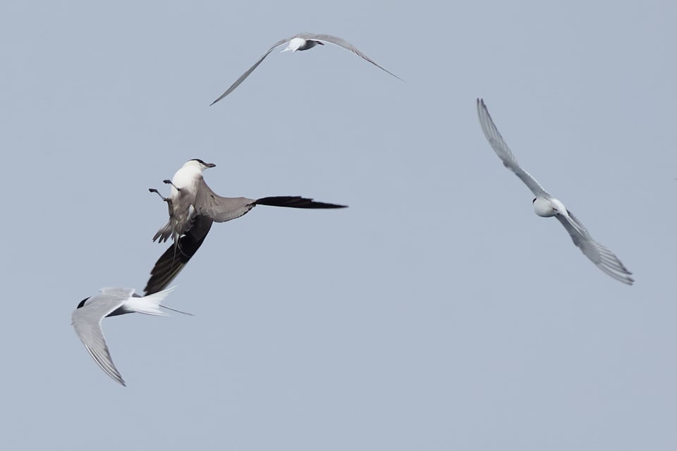 the tables.  A long-tailed jaeger flips upside-down while chasing Arctic terns