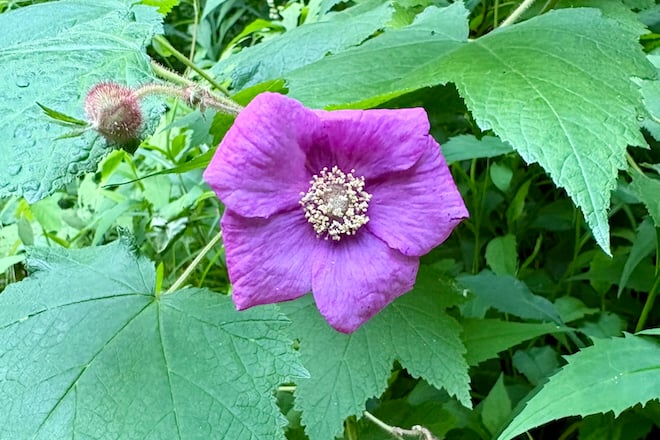 Magenta colored flower of the Purple-flowering Raspberry shrub.