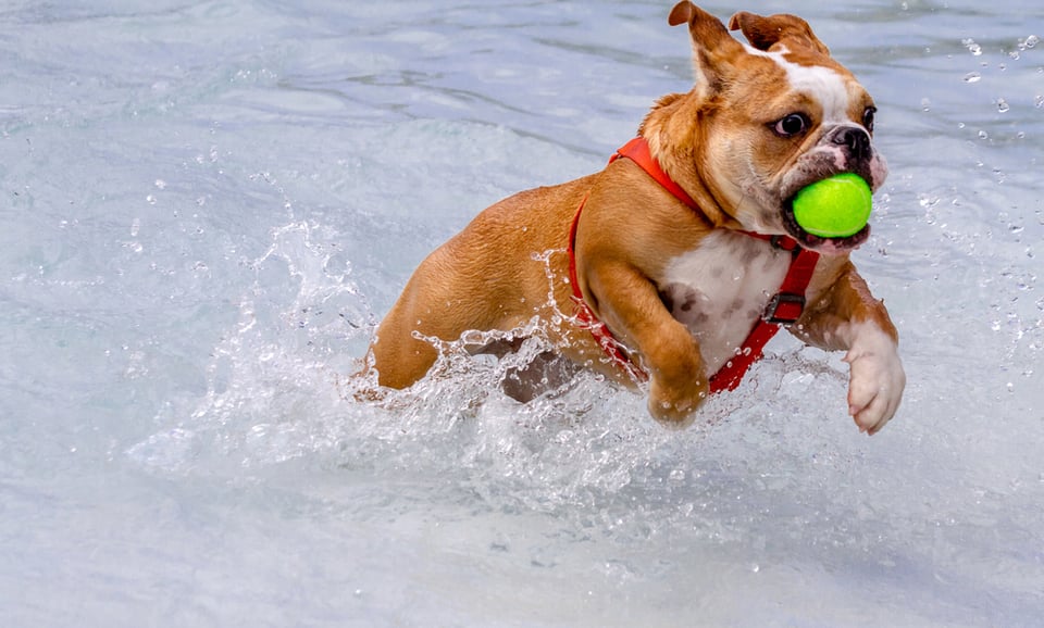 A English Bulldog puppy splashes in the water with a tennis ball in his mouth