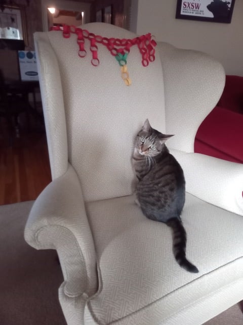 My paper chain rests on the back of a wingback chair, while my tabby cat Luna sits there and looks at me with no mischief in her eyes at all, she swears.