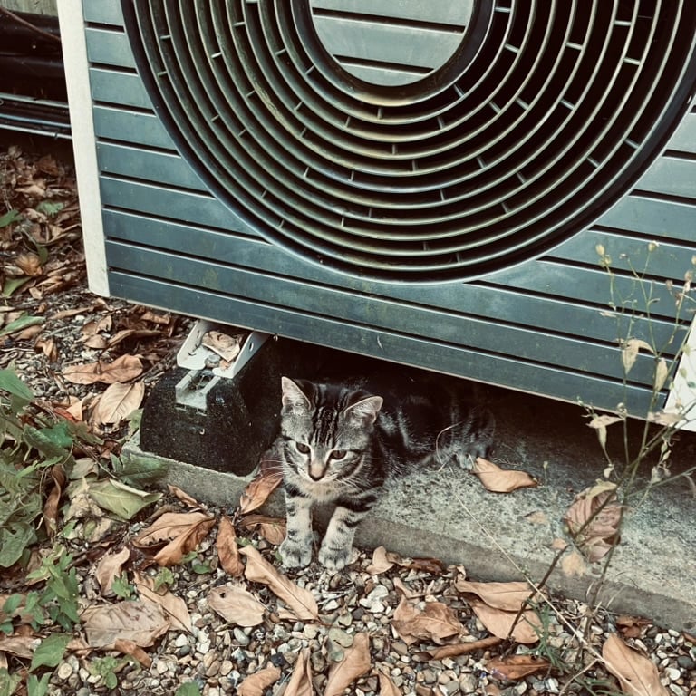 heat pump and cat