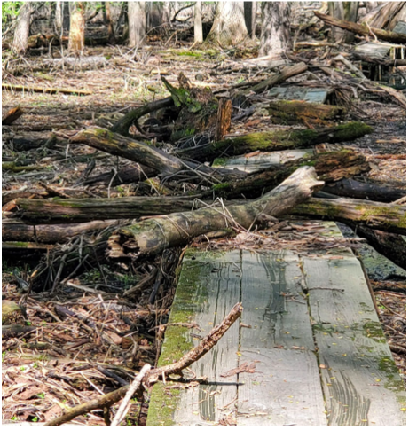 Ouch! Spring flooding left a big, fat mess down on the Sand Point Trail. Never fear — park staff are making the big repairs, such as to the battered boardwalk, and FSPA members will pick up debris.