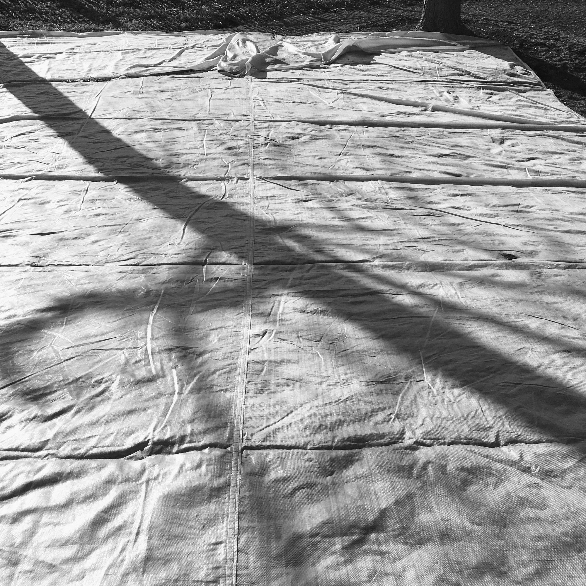 A black and white photo depicting a white tarp covering a plot of grass. Across the tarp rests the shadow of a tree trunk, stretched diagonally across the tarp.