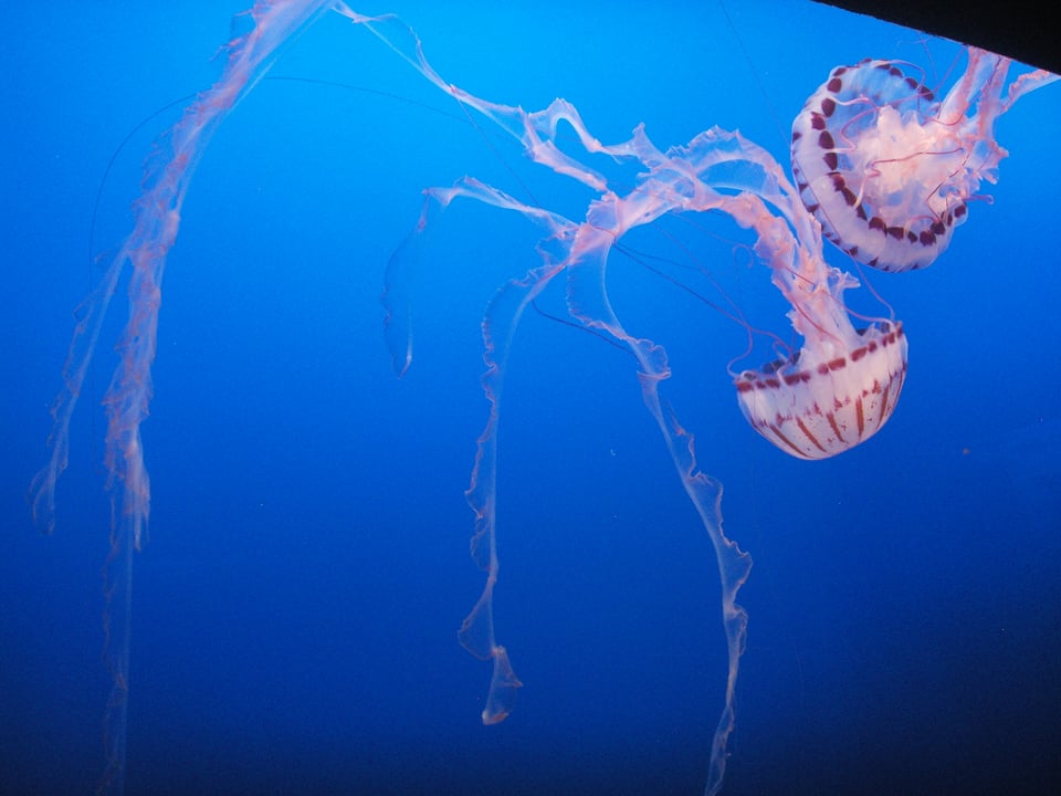 Jellyfish lit with blue light in a tank at the Monterey Bay Aquarium.