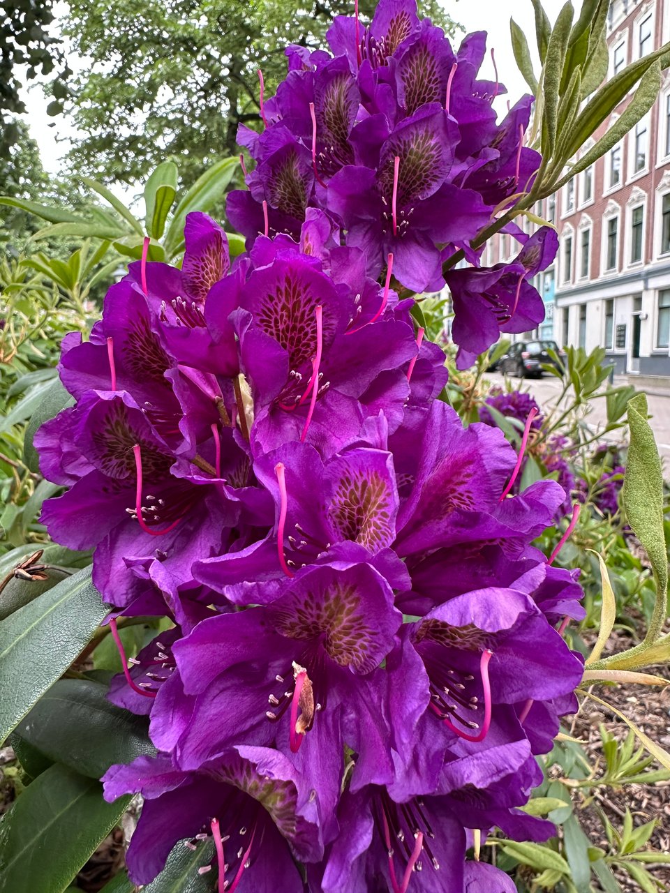 photo of purple flowers against green leaves, with Rotterdam apartments in the background