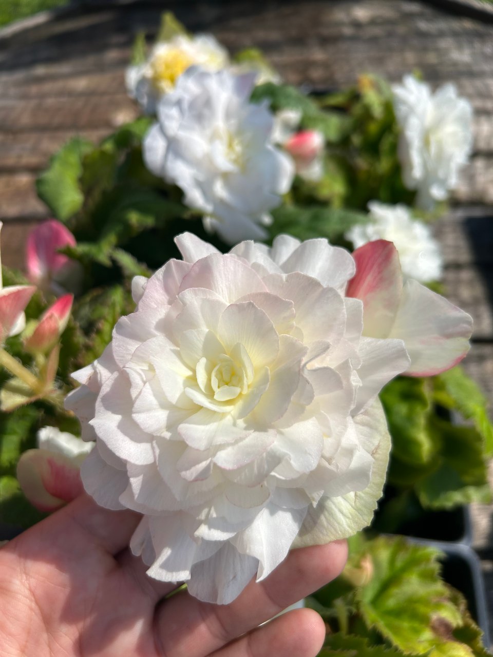 A white begonia flower tinged with pink being held up by a hand, with more, blurry begonia blooms in the background.