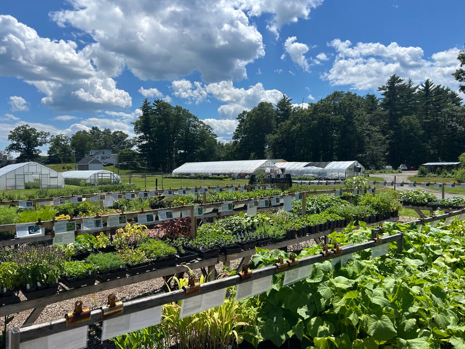Fall Harvested Vegetable Starts, T-Shirts are Back, and Upcoming Summer Hours!