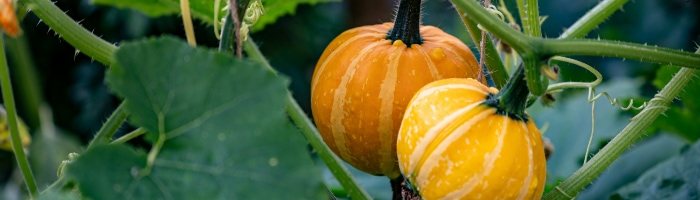 pumpkins growing in a garden