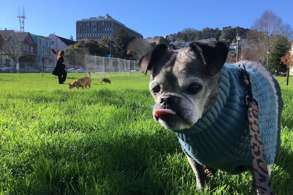 A salty chug in a blue sweater with his tongue out in a park in San Francisco on a sunny January day