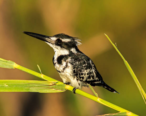 Best Birding Spots to Visit during a South Africa Safari
