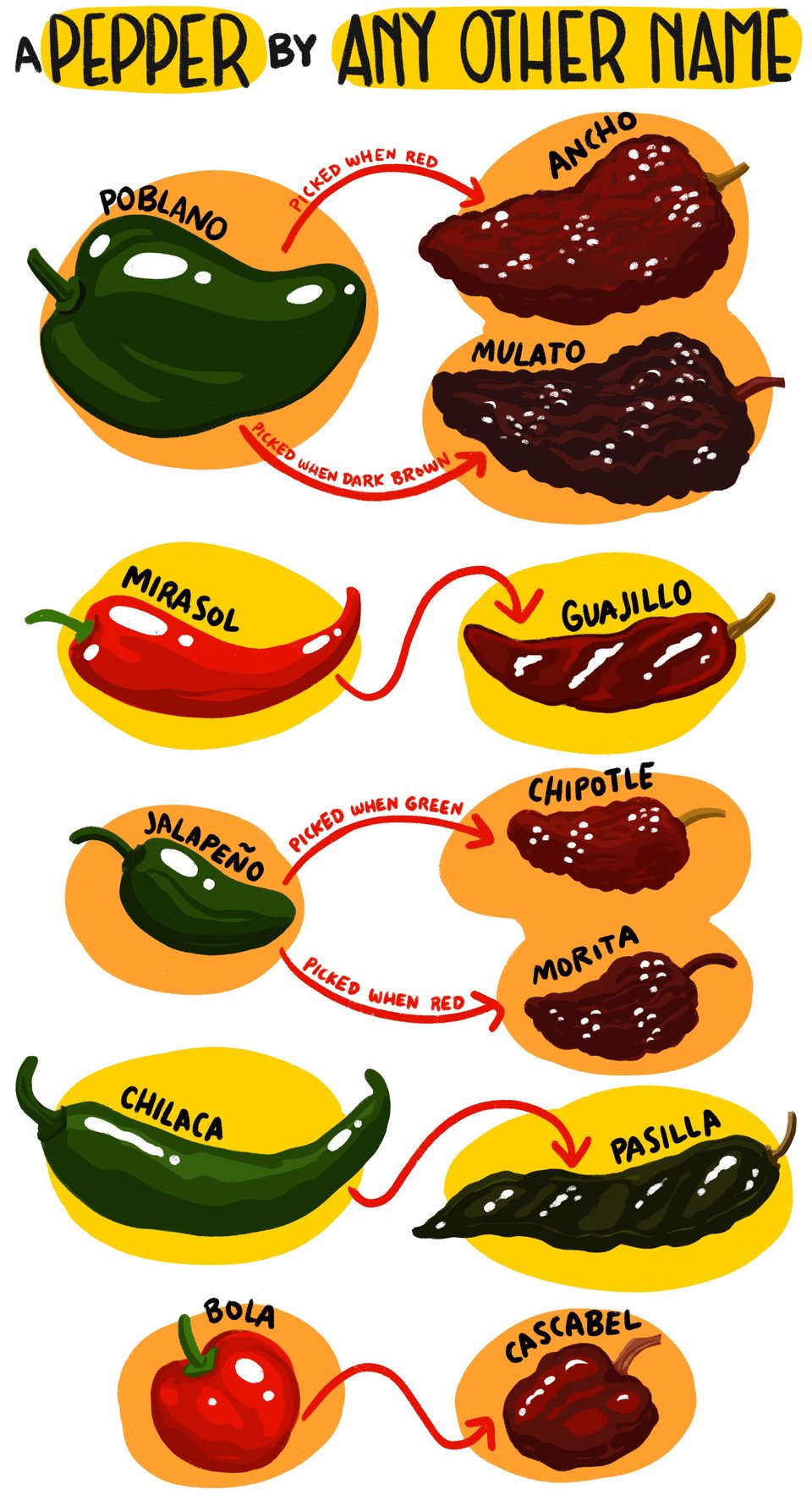 A Pepper by any other Name: a chart of fresh and dried peppers. Poblano peppers become Ancho if they're picked when red and dried; they're called Mulato if they're picked when they're dark brown and dried. Mirasol peppers are Guajillo when dried. Chilaca peppers are called Pasilla when dried. Jalapenos, when dried and smoked, are called Chipotles if they're picked when green, and Morita if they're picked when dried. Bola peppers are called Cascabel when they're dried.