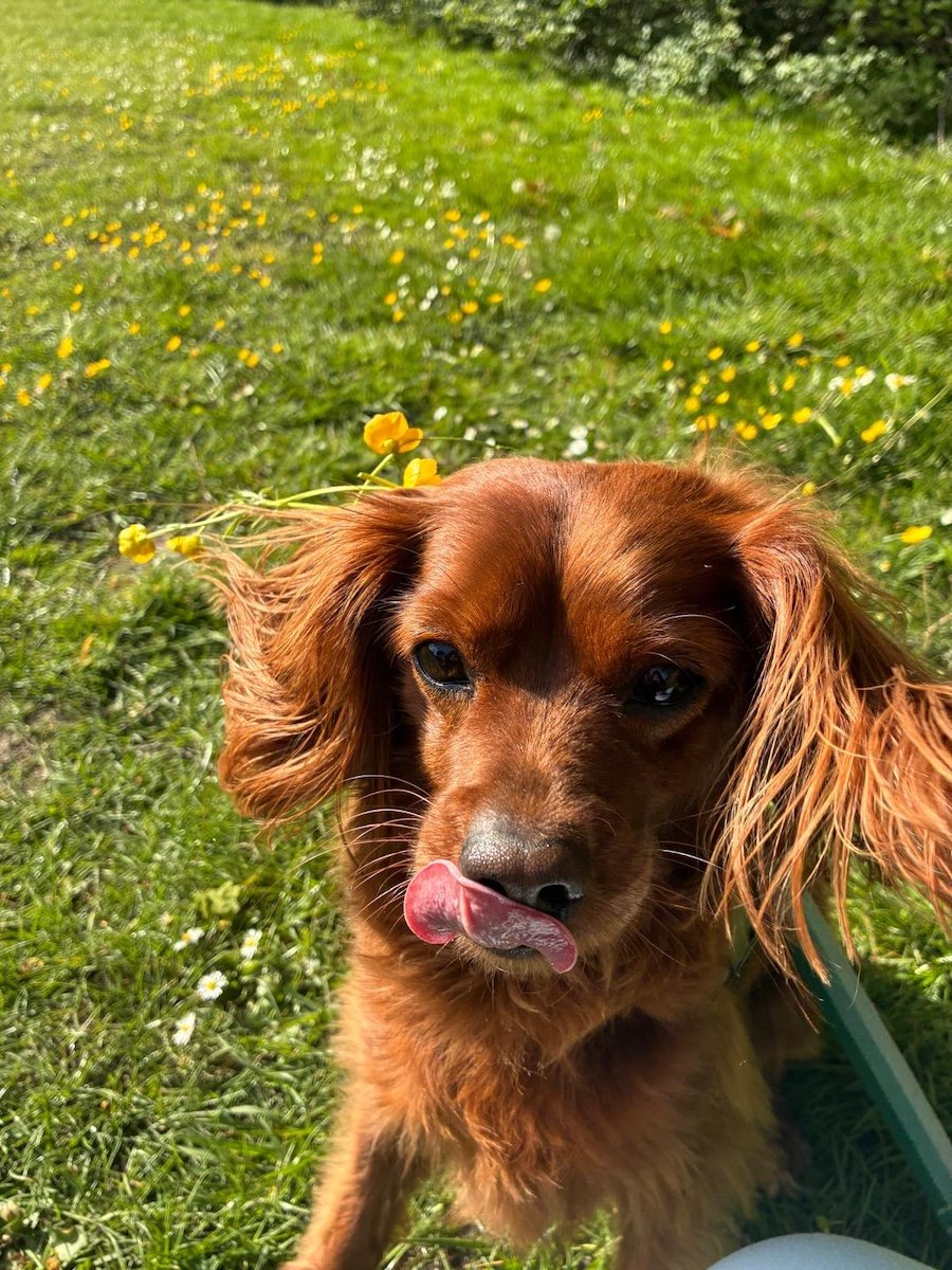 A cute dog with flowers in his hair.