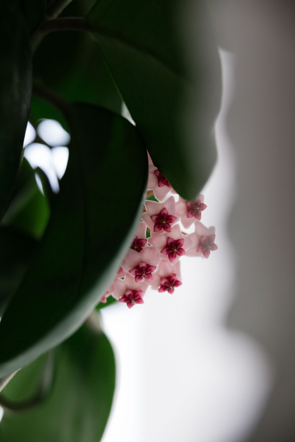 the beautiful star-shaped flowers of the Hoya Obovata