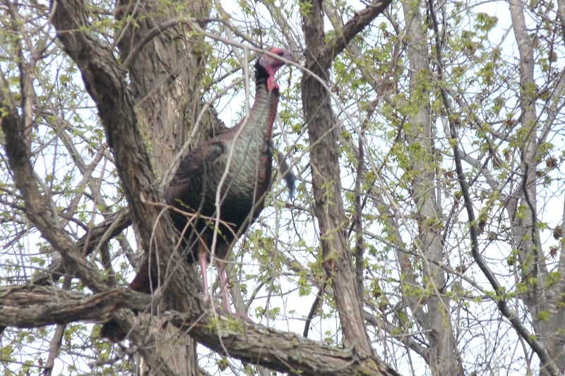 A Wild Turkey surveys a spring scene in the park. If you approach a bunch of them in the woods, they’ll flap away in a mighty startling rush. / Photo by Bruce Ause
