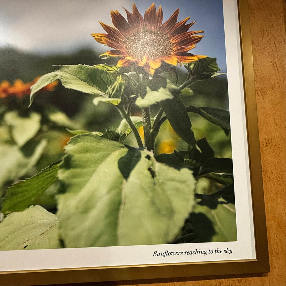 "sunflowers reaching to the sky" - a framed photo outside a Wegman's bathroom of exactly that