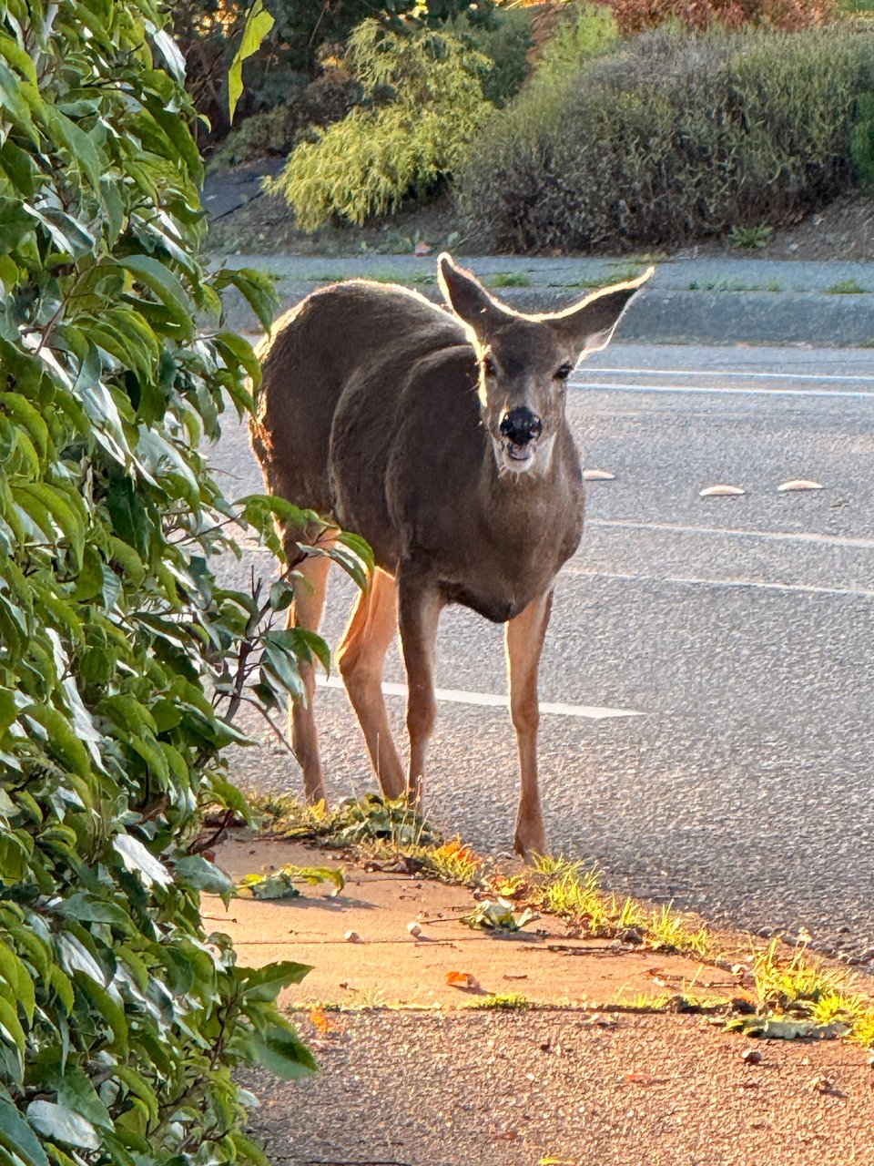 A female deer standing on the sidewalk as I turn a corner, lit from the back by sunset colors.
