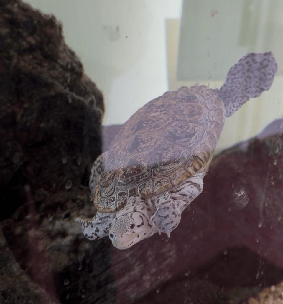 a diamondback terrapin named Pepper who lives at Marine Park