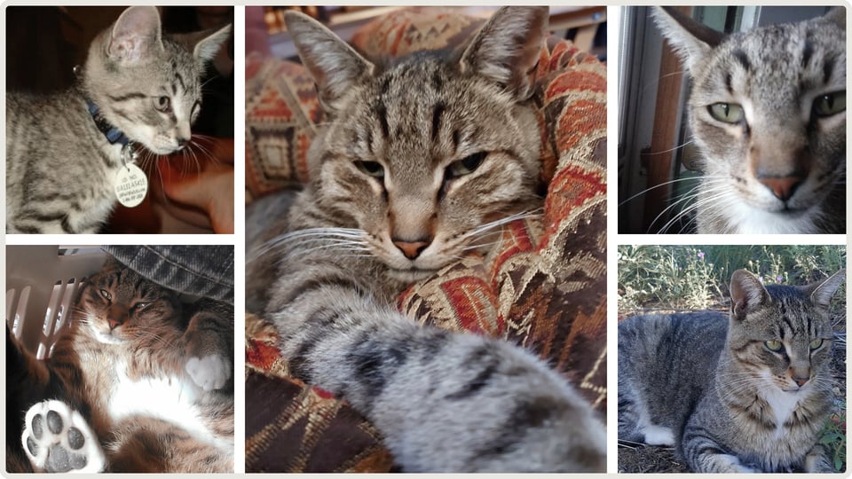 A photo collage showing five images of Avery. He was a handsome brown tabby cat with white markings on his muzzle, throat, and paws.