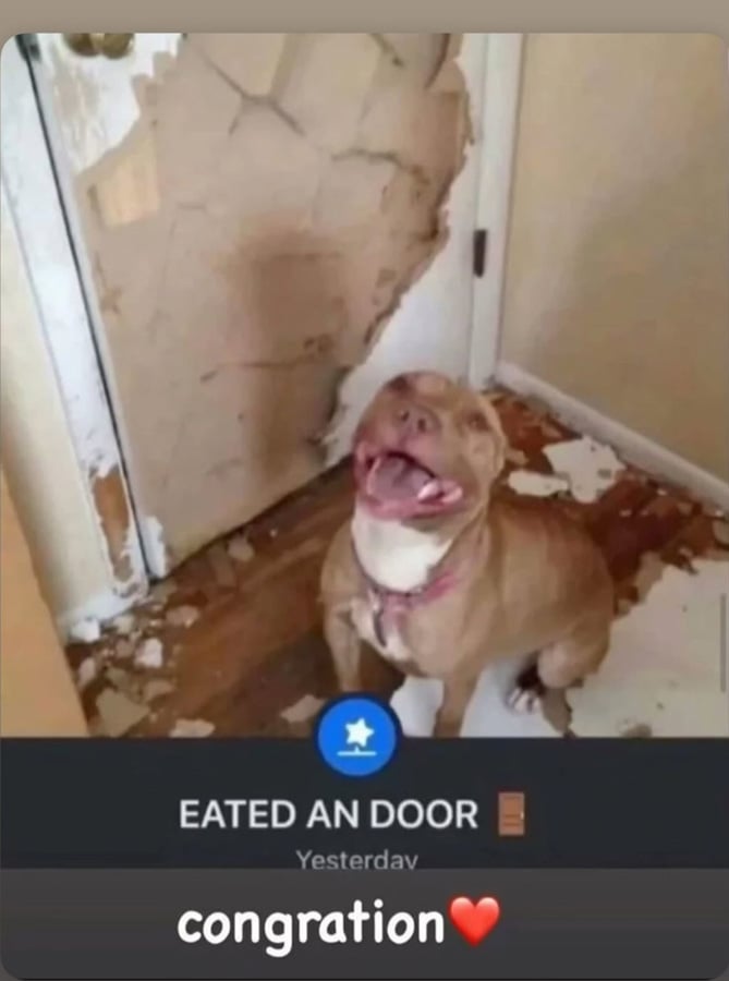 A photo of a pitbull standing happily and proudly in front of a house door that it has absolutely shredded to shit.
Below it reads: EATED AN DOOR
and: congration