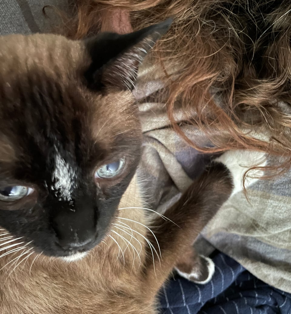 Monte (aka Timelord Cat), a seal-point snowshoe Siamese-mix cat with sable face, forehead star, white chin & whiskers, and bright ice-blue eyes is laying on his side on plaid and pinstriped sheets, one paw reaching up to play with some reddish-blond curly hair that is laying on a pillow.