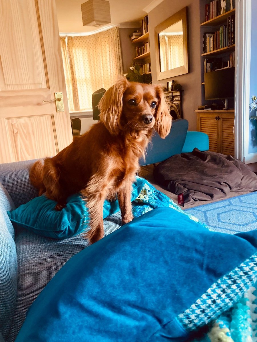 A lovely dog sitting on sofa.