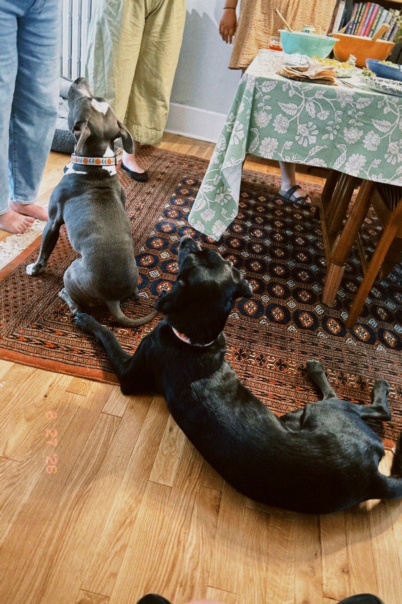 A long black dog lying down and a small grey pit bull sitting, both looking attentively at a person standing nearby.
