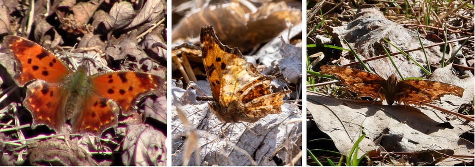 It is not only spring ephemerals and migrating birds that brighten the park in April. The comma family of butterflies, also known as angelwings, hibernate over the winter and have been spotted in the park in April. They are named for a silvery “comma” on the hindwing. When wings are folded (center), they can look like dead leaves. The question mark (right) is also a comma, with a dot adjacent to its comma, making a … question mark. From left to right on iNaturalist: Eastern comma, wildwestnature, April 5, 2025; Eastern comma, cebye, April 22, 2025; Question mark, mediachef, April 13, 2024.