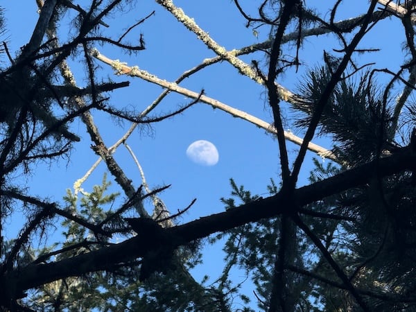 A white three-quarter moon against a blue sky through criss-crossing pine tree branches
