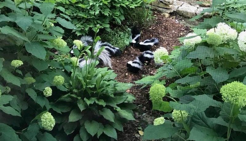 An Old Frontenac resident snapped this photo of a group (surfeit) of baby skunks born in a window well outside his house. They are kind of cute. / Photo by Mikkel Gardner