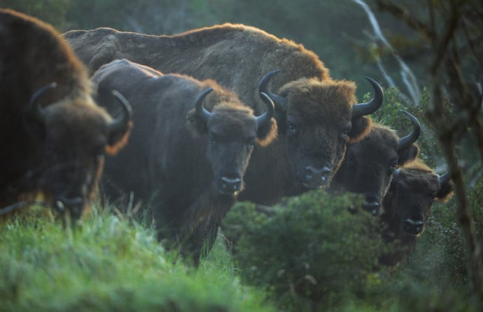 A family of 5 bisons, in the wild, looking at the photographer