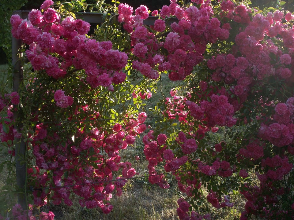 Roses photographed at Oakland's Morcom Rose Garden on a Konica Minolta Dimage X-1 digital camera.