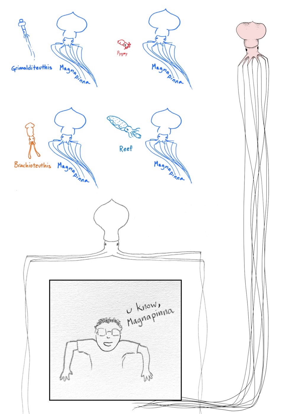 A digital collage of drawings of Magnapinna.
The top half is four color drawings that pair the same blue Magnapinna against each of four different cephalopods: Grimalditeuthis (blue), Pygmy Squid (red), Brachioteuthis (yellow), and Reef Squid (green).
The bottom half is a simple black-outlined Magnapinna with unusually long horizontal parts of its arms, so the elbows bend to make corners that can create a nice large frame for another image. The other image framed in the arms is a simple sketch of myself holding my arms out to the sides, bent at the elbows with forearms hanging down and the words "U know, Magnapinna."
On the right side of the collage is a small pink Magnapinna, its body in the upper right and its arms trailing down to flow along the bottom of the page.