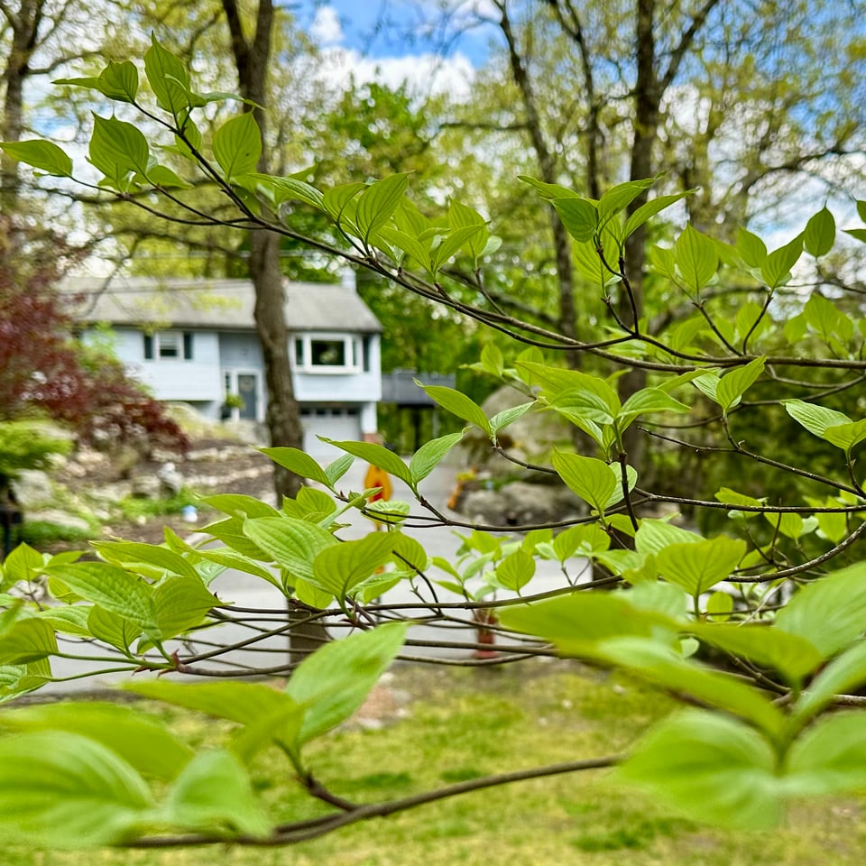 photo of a tree's leaves in early spring bloom; this one's in my yard, not around the corner like in the poem above