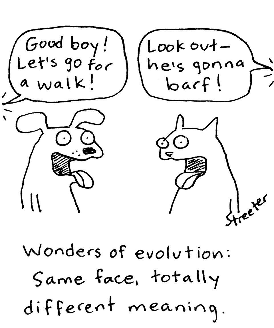 Cartoon of a cat and dog with same facial expression meaning different things