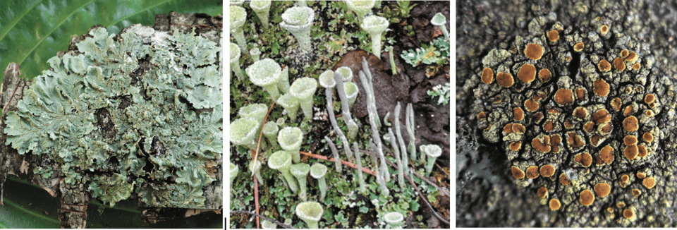 Left: Common Greenshield (F. caperata). A leafy foliose lichen on tree bark that is pale green with yellow (and reproduces asexually). Center: Mealy Pixie Cup (C. chlorophaea), left side; Common Powderhorn (C. coniocraea), right side. They are members of the Cladonia genus with the most species in Minnesota. Pale green, gray growths that are often cup-shaped, branching, or shrubby. Right: Sulphur Firedot (G. flavovirescens). Firmly attached body crackled in circular colonies, sulfur-yellow (reproduces sexually). / Photos by Tanner Barnharst