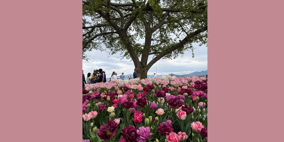 A tree surrounded by tulips of many colors