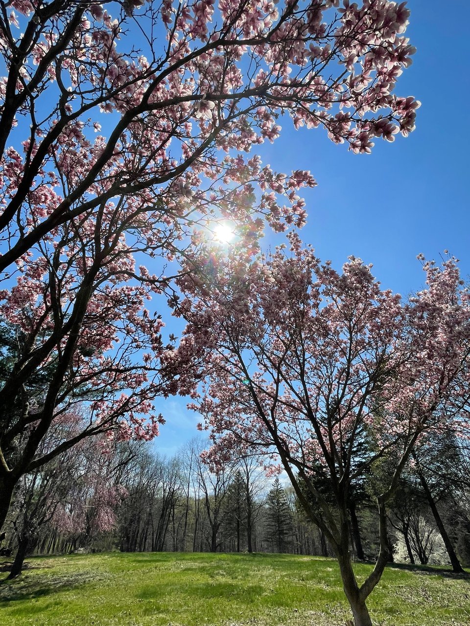 The sun peeks through several tree branches with pink flowers.