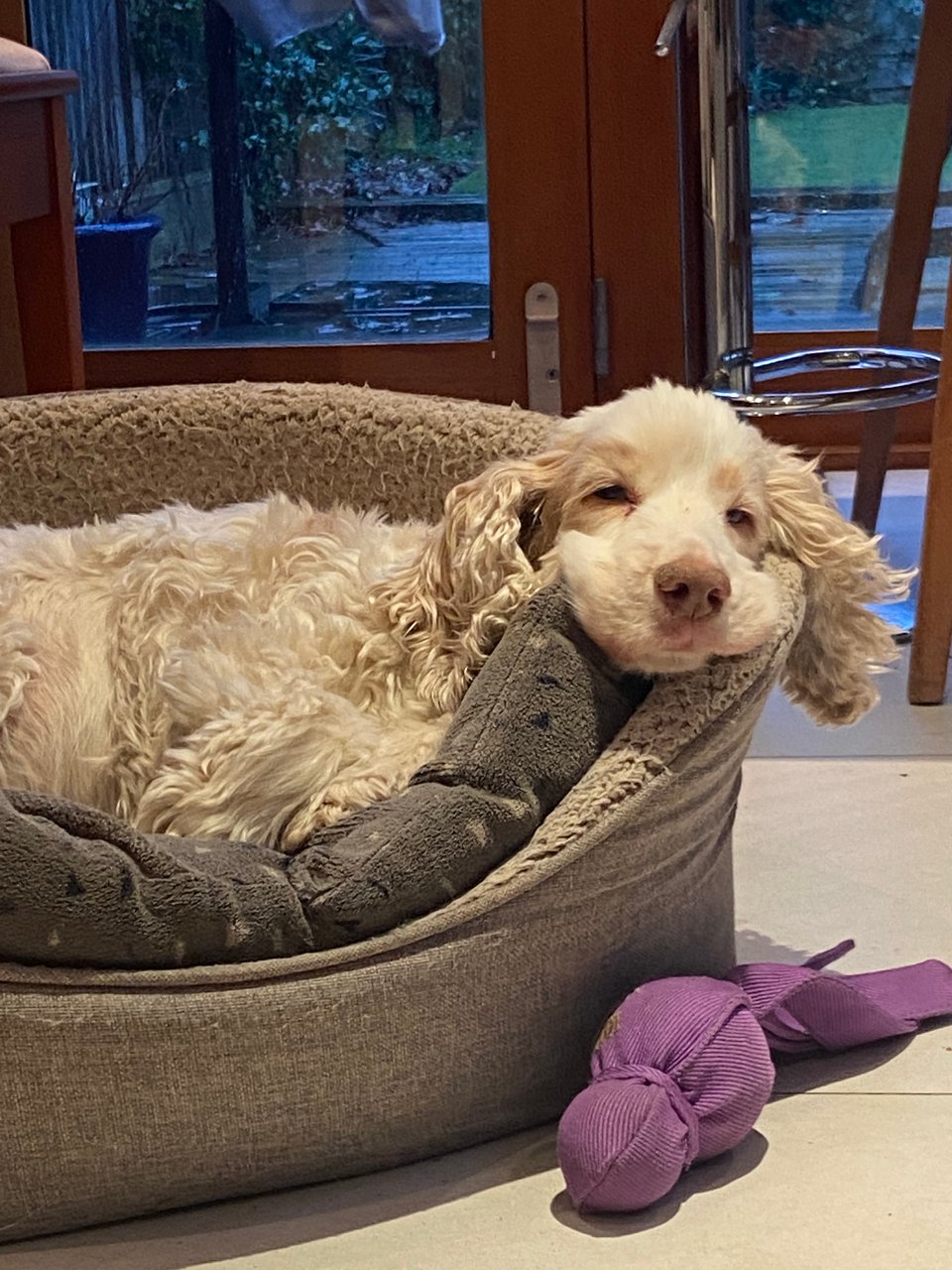 a dog sleeping in a dog bed