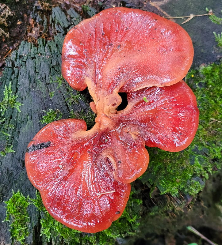 One of fall’s weirdest, prettiest mushrooms (depending on your point of view) is the beefsteak fungus (Fistulina hepatica), also called ox tongue. They’re usually found at the base of dead or dying trees, especially oaks. They’re easy to identify —it looks like red meat growing out of the side of a tree. Some consider it a good edible. We advise you to stick with fall’s best mushroom though, hen of the woods (maitake). / Photo by Pamela Miller