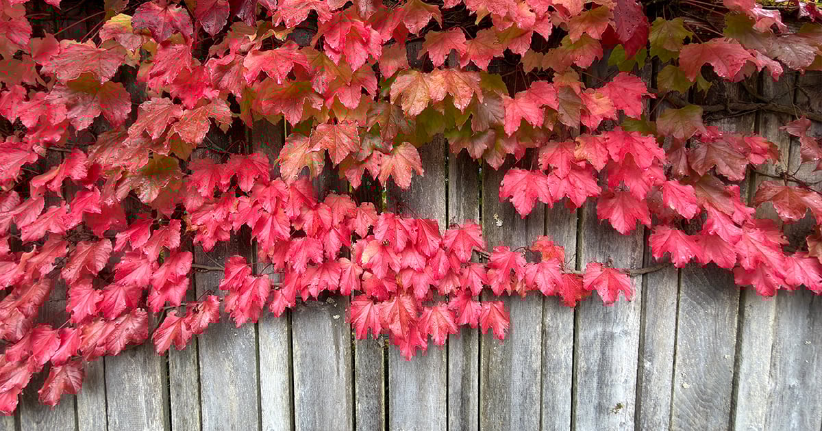 With an Open, er, Closed Heart, I Persist!