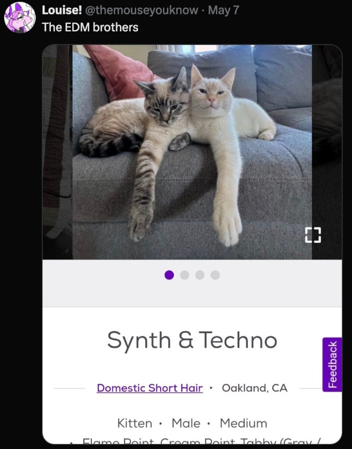 Twitter post from themouseyouknow: "The EDM brothers" Below is a photo of 2 cats sitting on a couch besides one another. One cat is white, the other is white with grey and brown stripes. They're sitting with one shoulder pressed together and the other arm stretched out. Text beneath the photo (from a pet adoption place) reads: Synth & Techno. Domestic Short Hair. Oakland California. Kitten. Male. Medium.