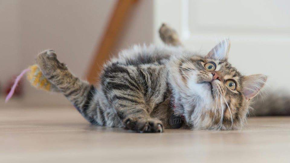 Furry cat lying on the floor. Image from Pexels.