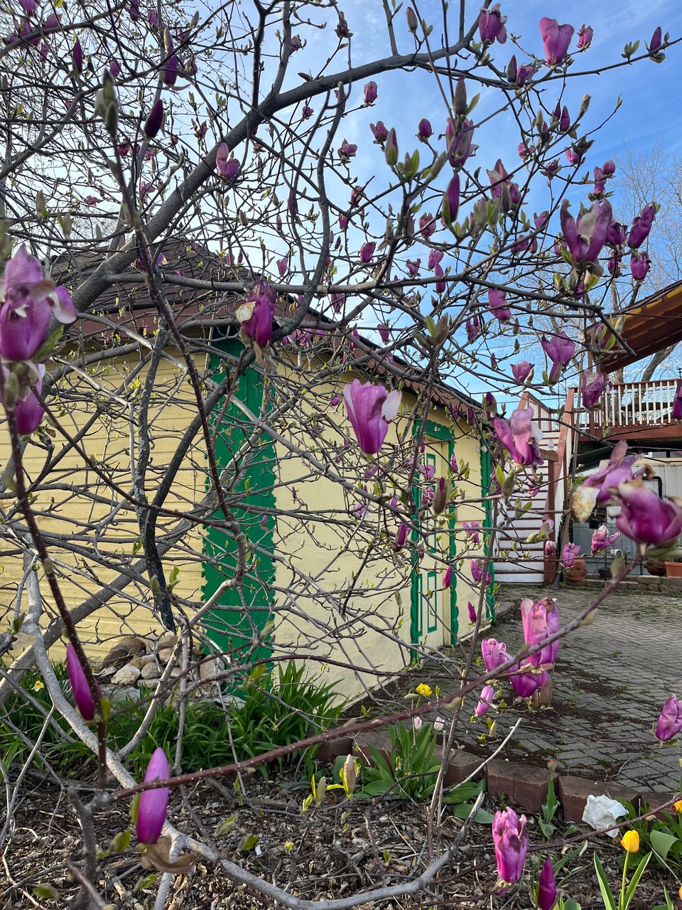 pink flowers, not yet open, on bare branches in front of a yellow shed with green trim