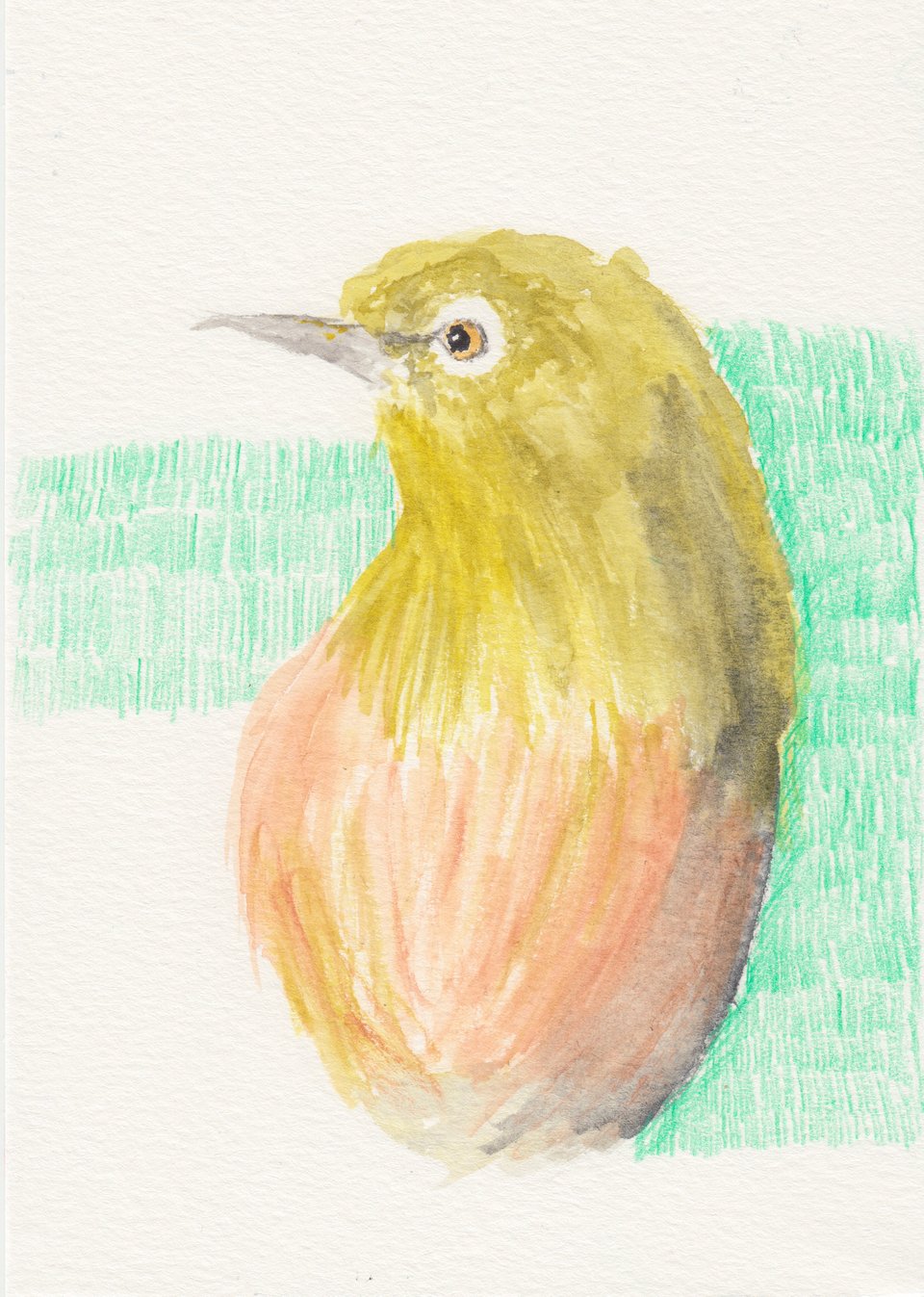 Watercolor of a Japanese White Eye bird, with an incomplete background of green colored pencil
