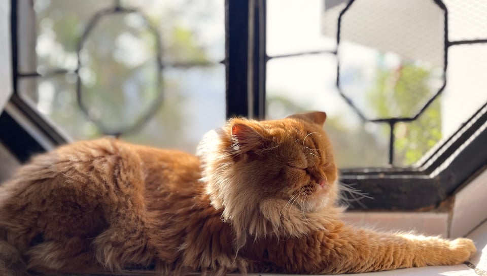 A persian cat sitting on a window sill, his face illuminated by the morning sunshine, his eyes closed and one paw stretched out like a sphinx's