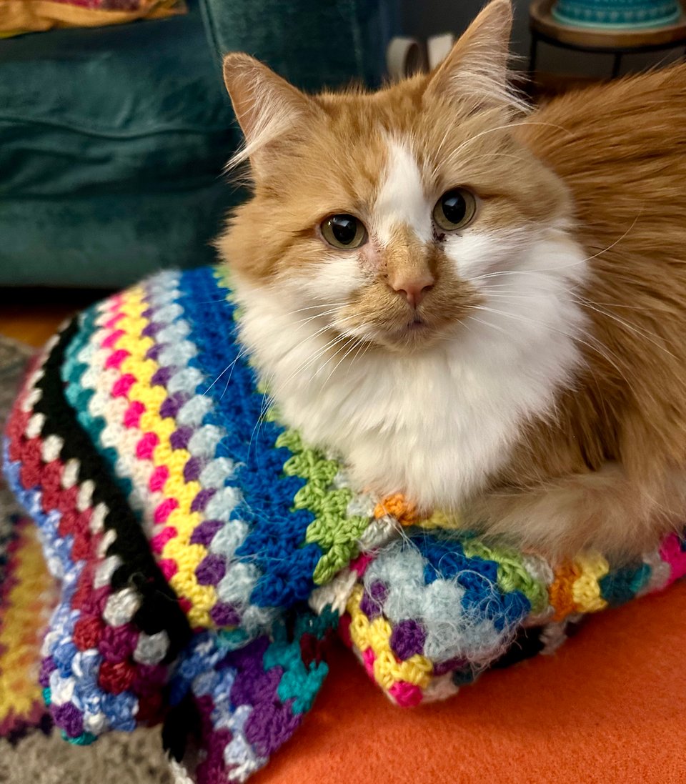 a fluffy orange and white cat deliberately loafing on a folded crochet blanket in progress