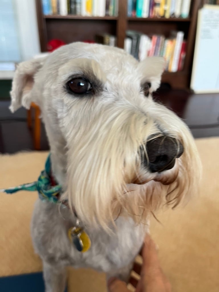 Finn, a white schnauzer, looks into the camera slyly because he has just been groomed and is a handsome boi.