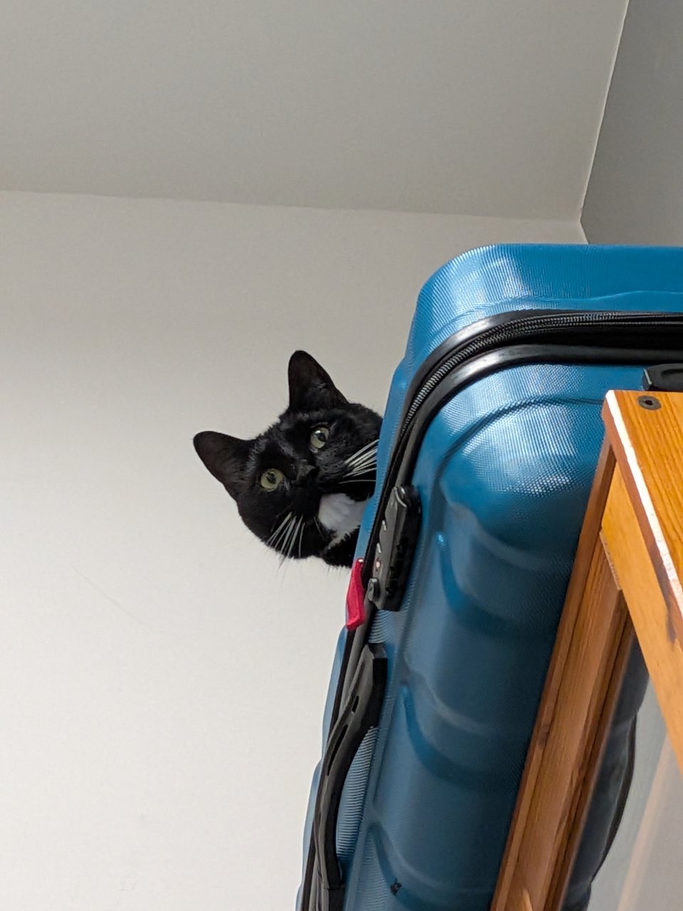 A tuxedo cat peeks from on top a blue suitcase
